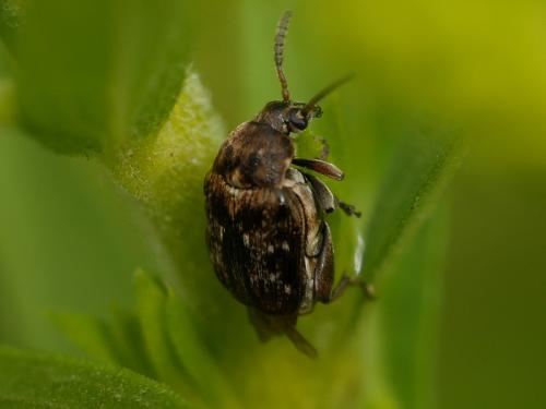 Réf. 192 230 : Bruchus sp.